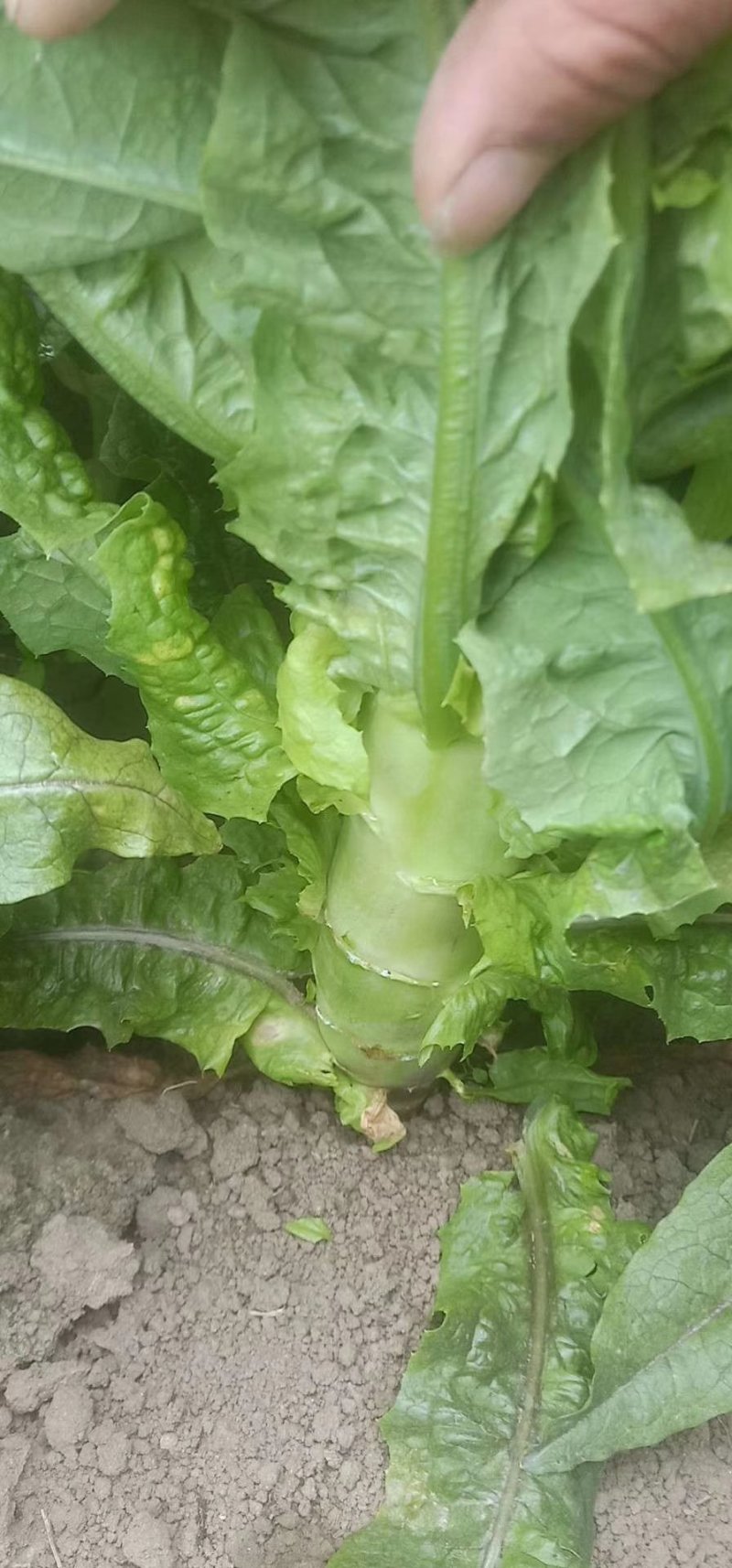 红尖叶莴苣，1.5～2.5斤我处莴苣种植面积有上万亩！