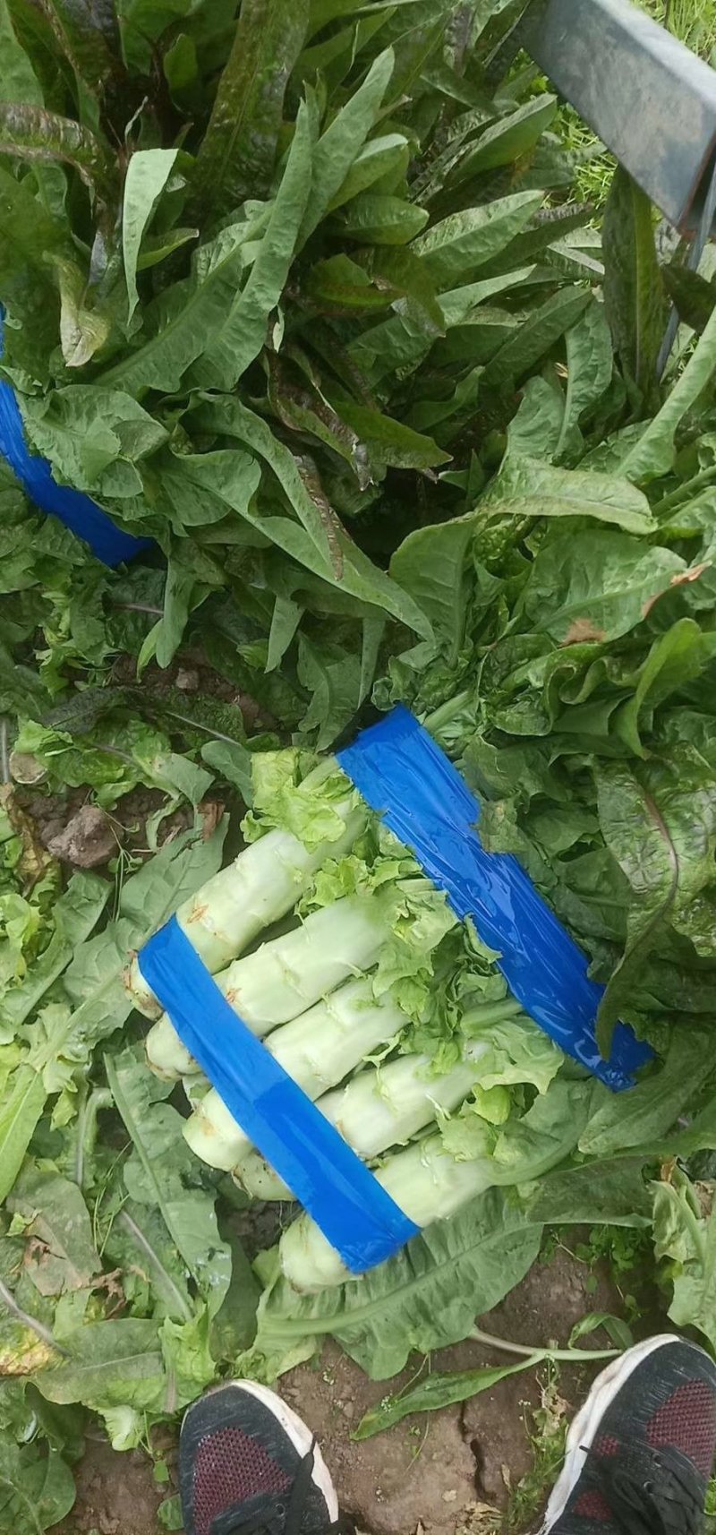 红尖叶莴苣，1.5～2.5斤我处莴苣种植面积有上万亩！
