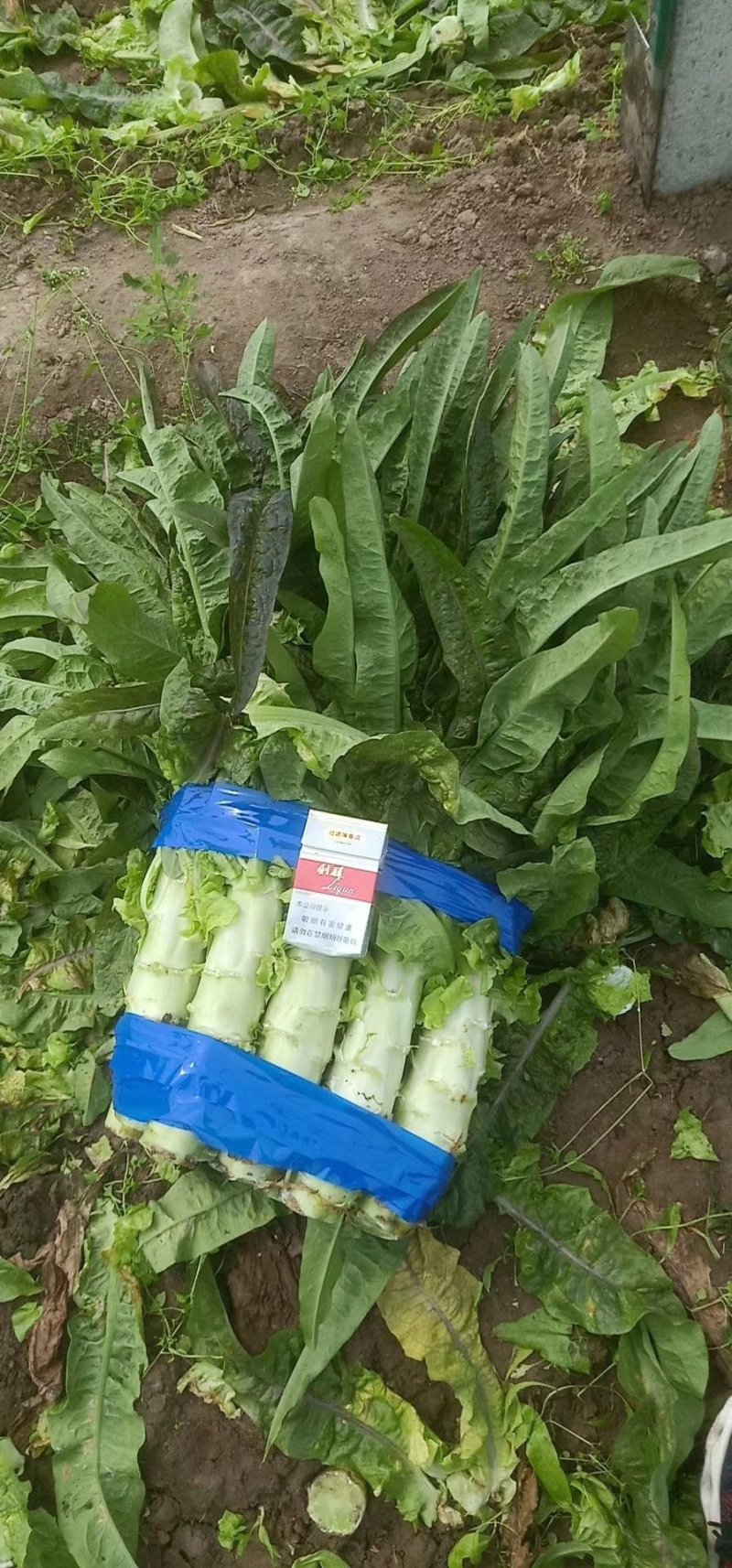 红尖叶莴苣，1.5～2.5斤我处莴苣种植面积有上万亩！