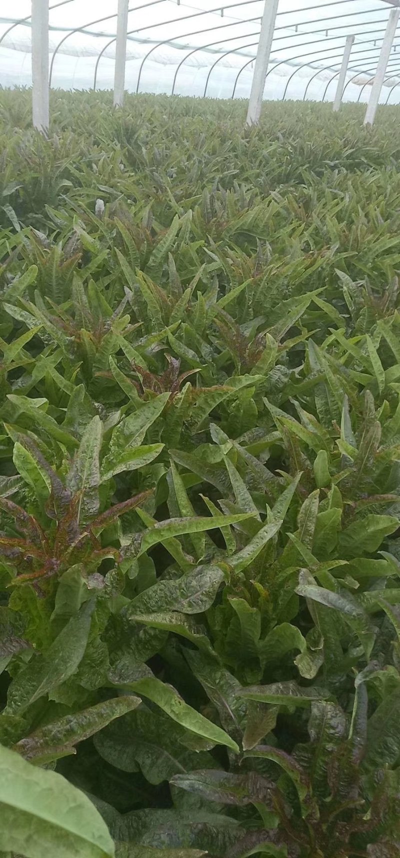 红尖叶莴苣，1.5～2.5斤我处莴苣种植面积有上万亩！