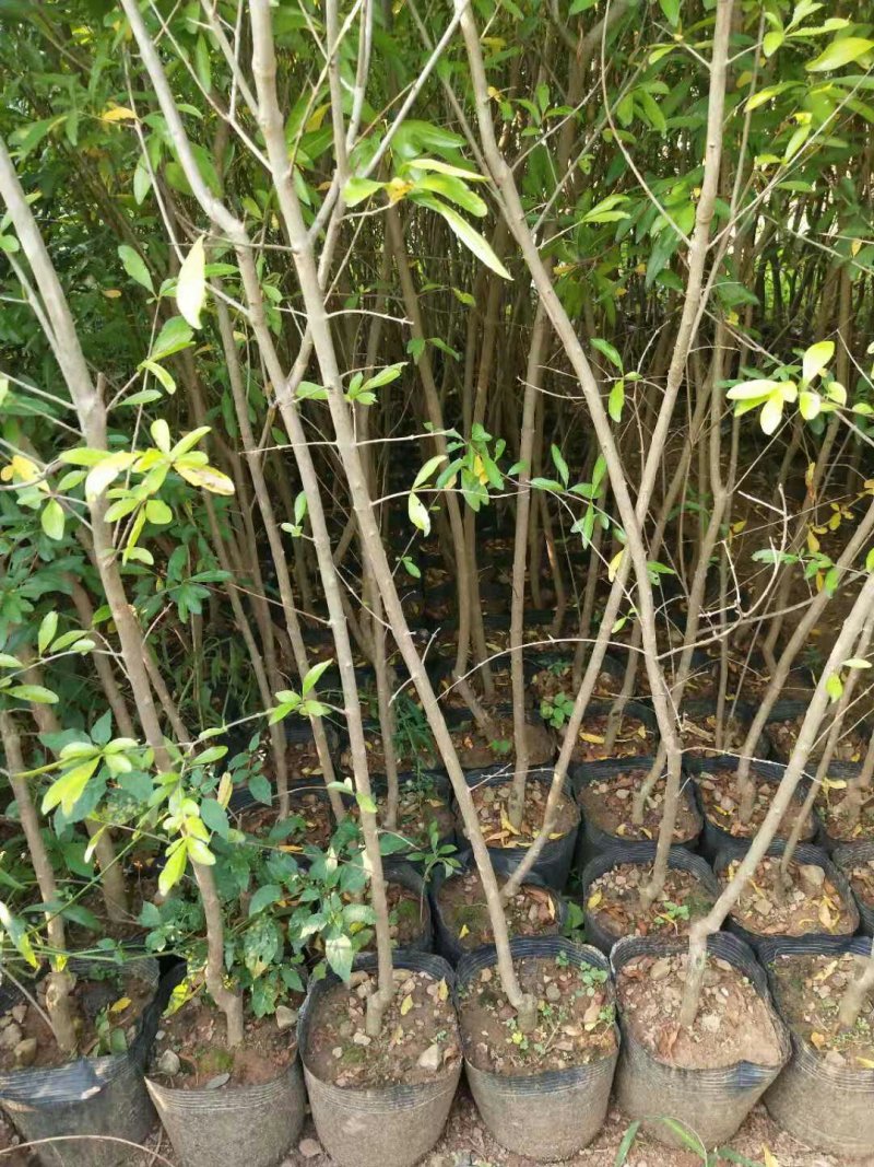 石榴树苗突尼斯软籽石榴苗品种保证薄利多销基地直供