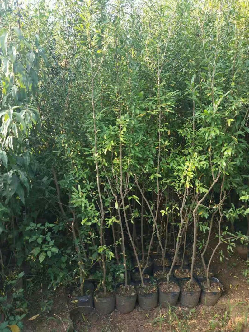 石榴树苗突尼斯软籽石榴苗品种保证薄利多销基地直供