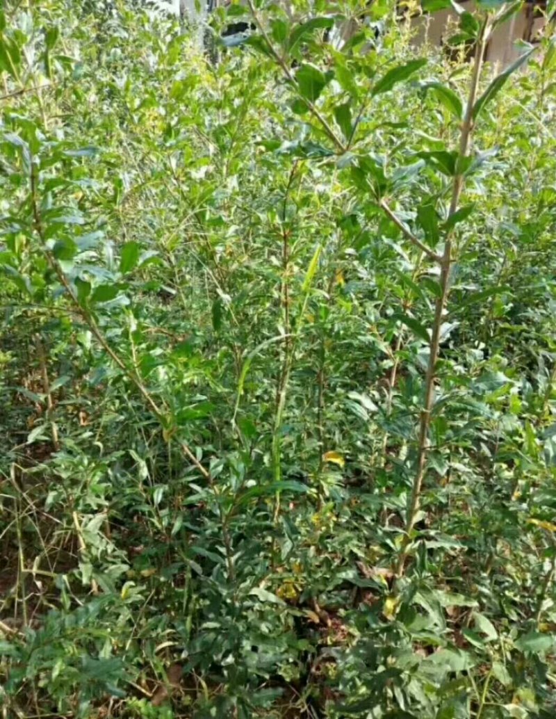 石榴树苗突尼斯软籽石榴苗品种保证薄利多销基地直供