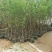 石榴树苗突尼斯软籽石榴苗品种保证薄利多销基地直供