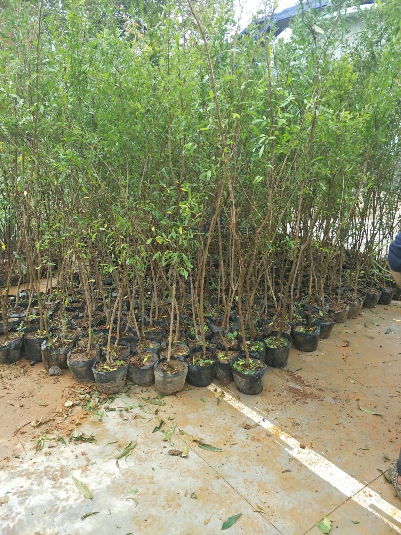 石榴树苗突尼斯软籽石榴苗品种保证薄利多销基地直供