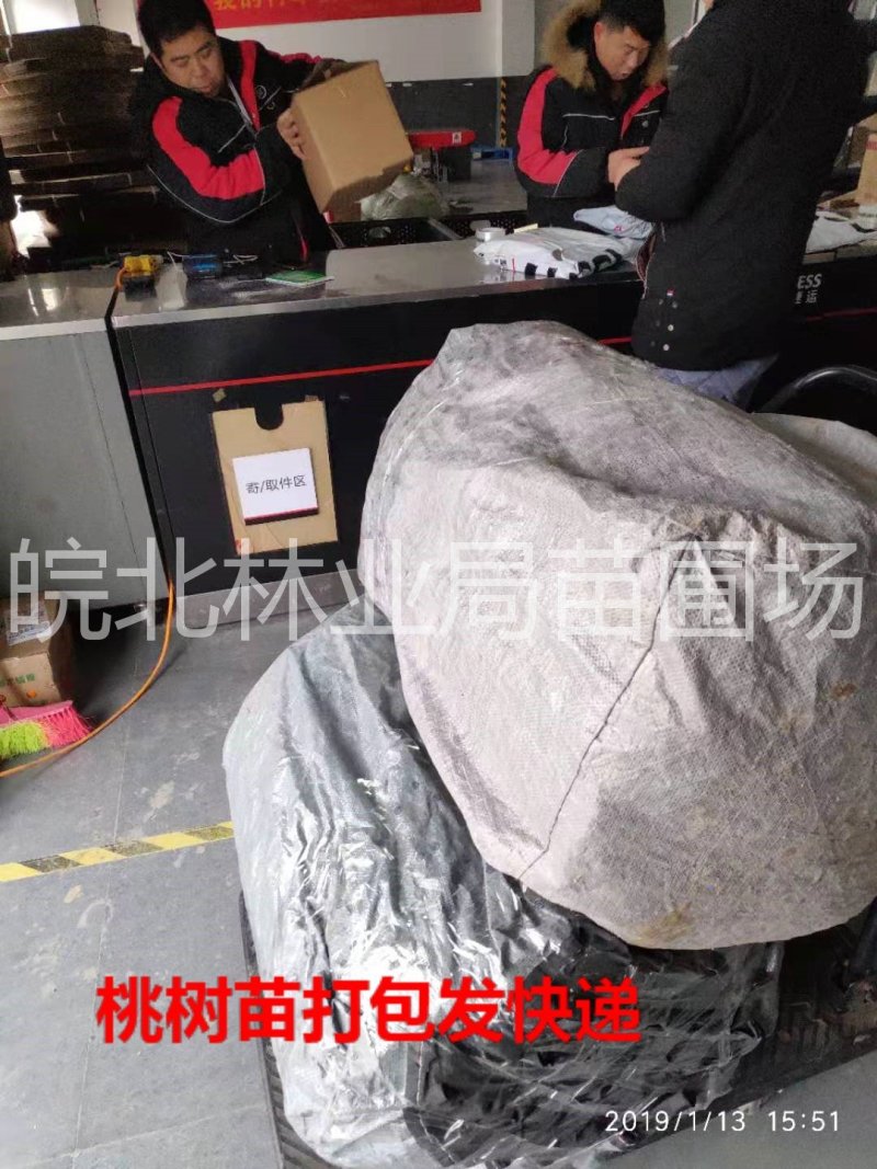 【聚便宜】满园红桃树苗，6月初成熟，黄油桃，果面全红