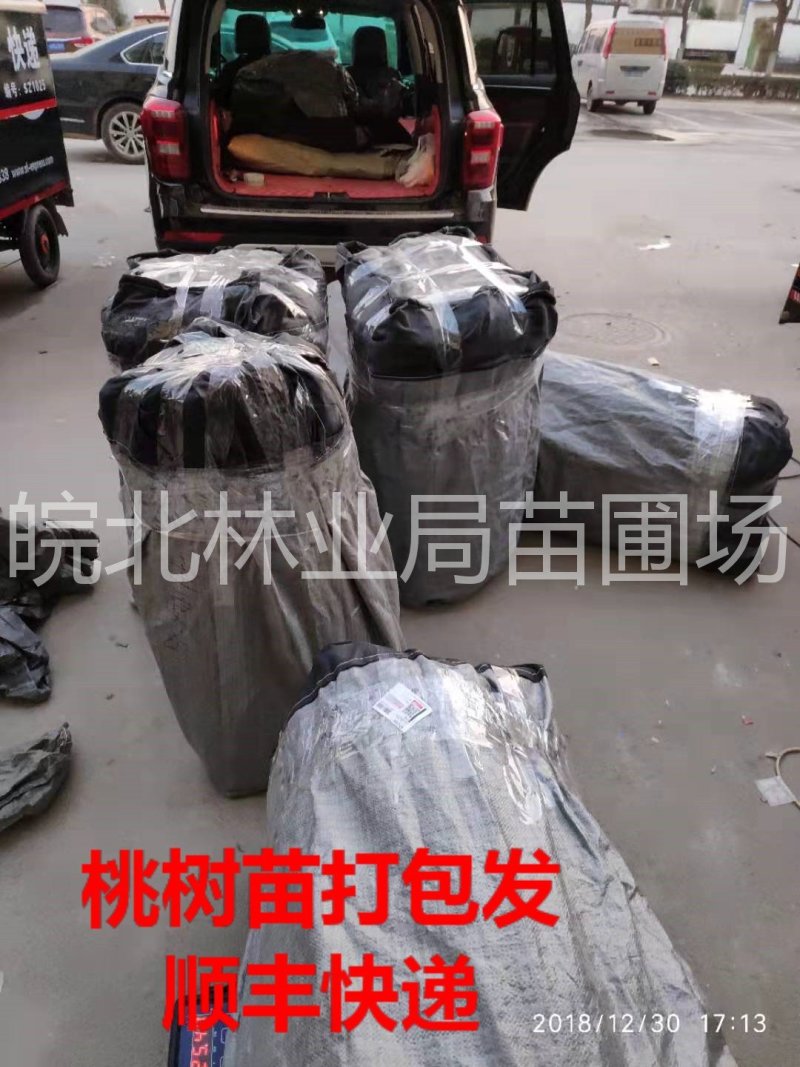【聚便宜】满园红桃树苗，6月初成熟，黄油桃，果面全红