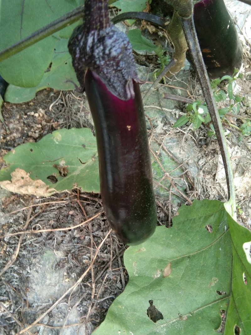 紫茄子产地整车大量供应量大优惠