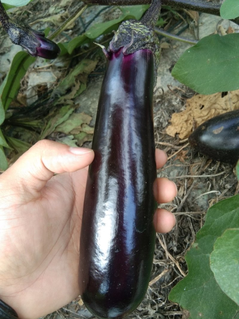 紫茄子产地整车大量供应量大优惠