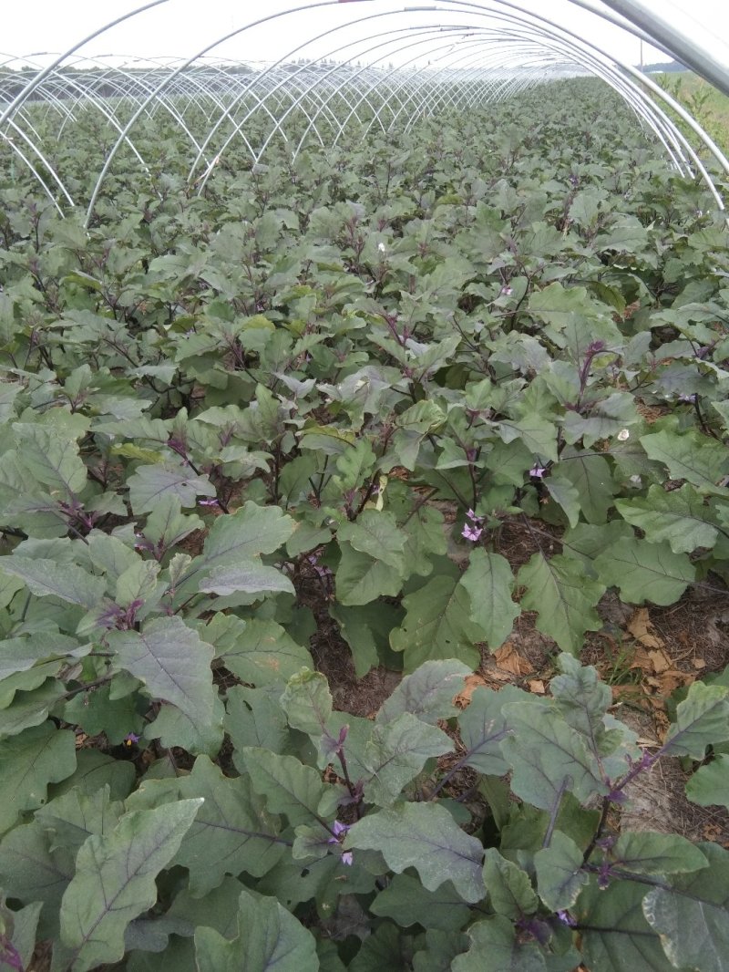 紫茄子产地整车大量供应量大优惠