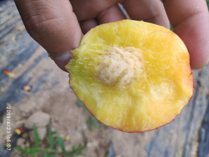 立夏红油桃树苗，5月初成熟，特早熟黄肉油桃