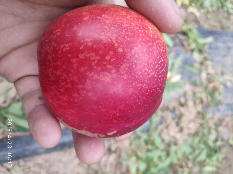 立夏红油桃树苗，5月初成熟，特早熟黄肉油桃