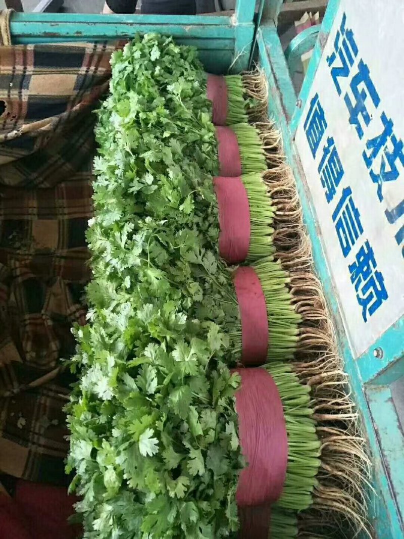 本地精品香菜质量有保证，产地真供，专业包装团队