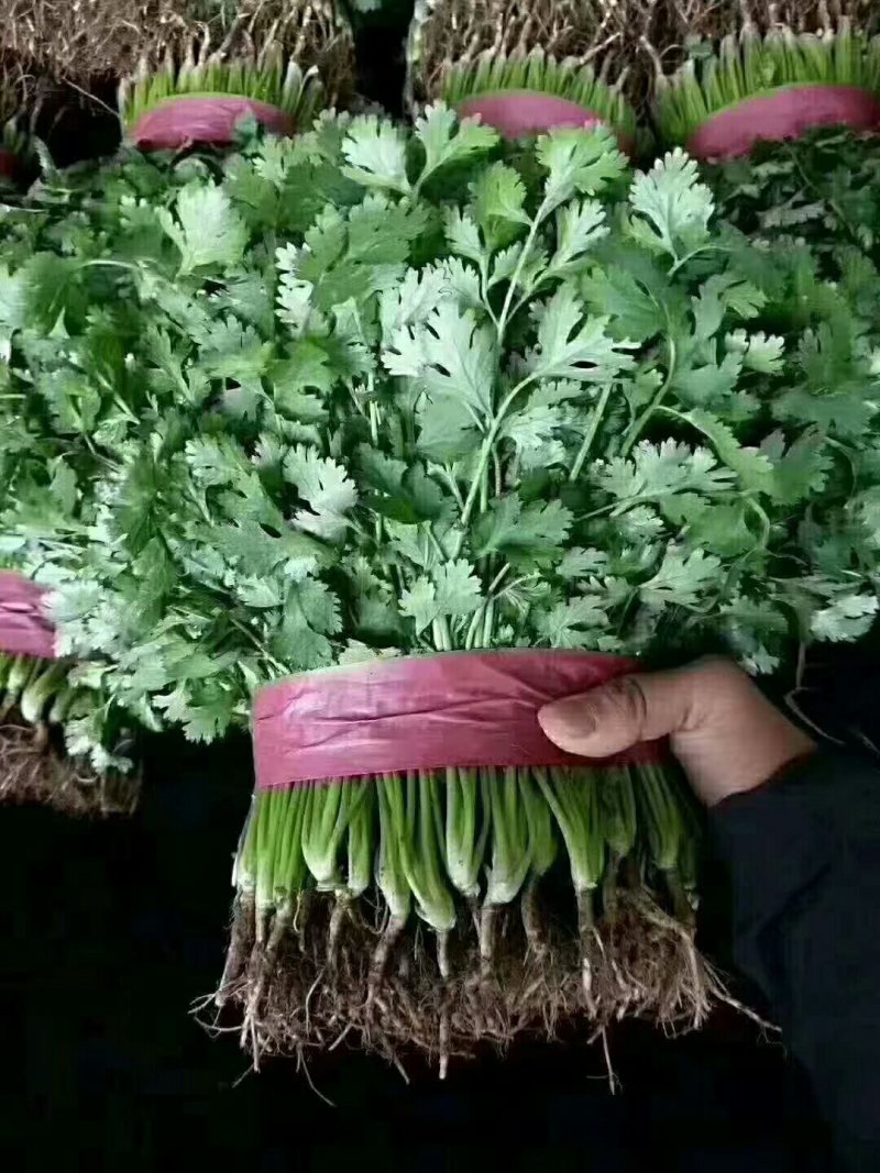本地精品香菜质量有保证，产地真供，专业包装团队