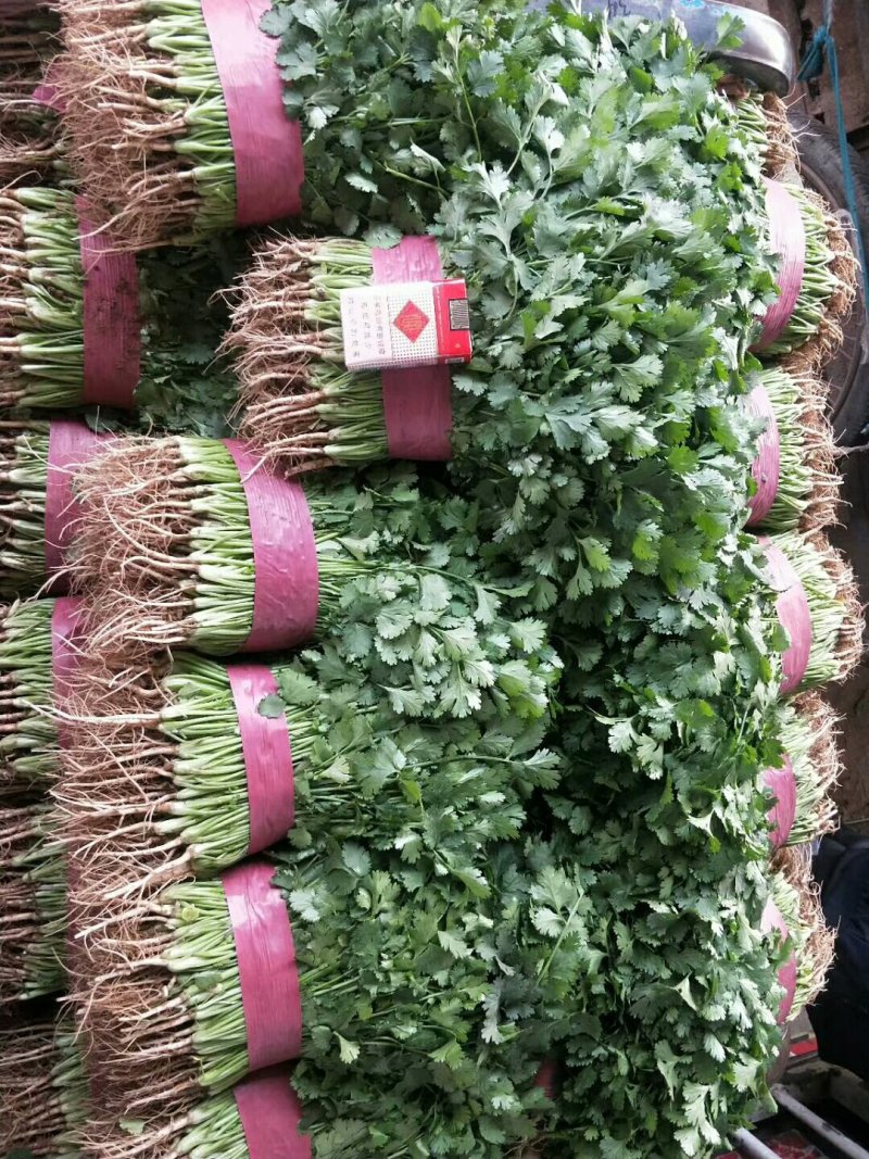 本地精品香菜质量有保证，产地真供，专业包装团队