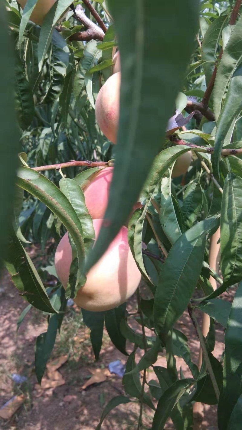 香甜霜红蜜