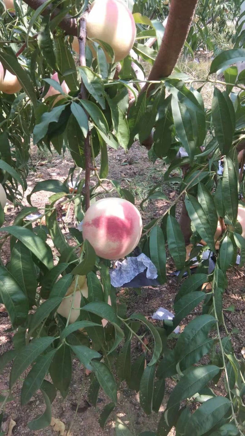 香甜霜红蜜