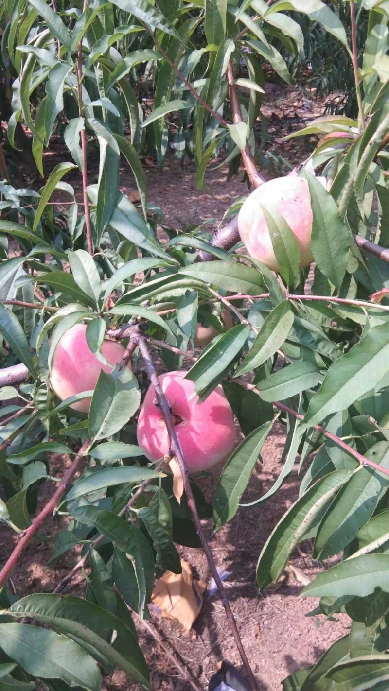 香甜霜红蜜