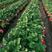 天仙醉草莓苗一年苗矮壮驯化苗免费提供技术支持