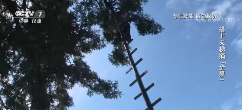 特级精品香榧嵊州香榧老产区百年老口味