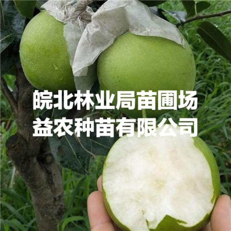翠冠梨树苗，7月10号成熟，安徽砀山山东河南梨树保证品种