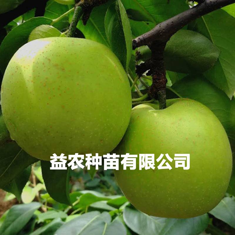 翠冠梨树苗，7月10号成熟，安徽砀山山东河南梨树保证品种