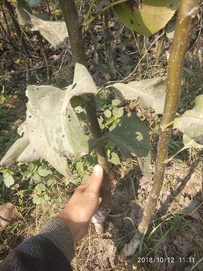 翠冠梨树苗，7月10号成熟，安徽砀山山东河南梨树保证品种
