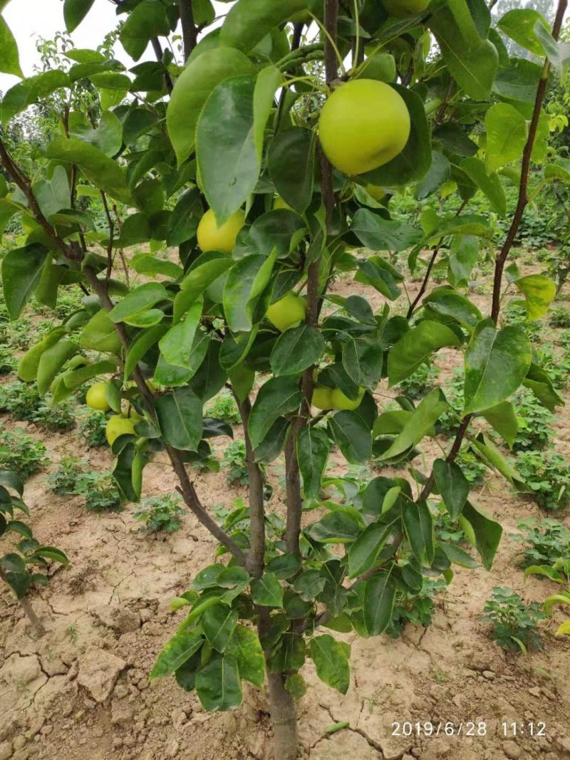 安徽砀山翠玉518梨树苗，7月1号成熟，早熟518梨苗