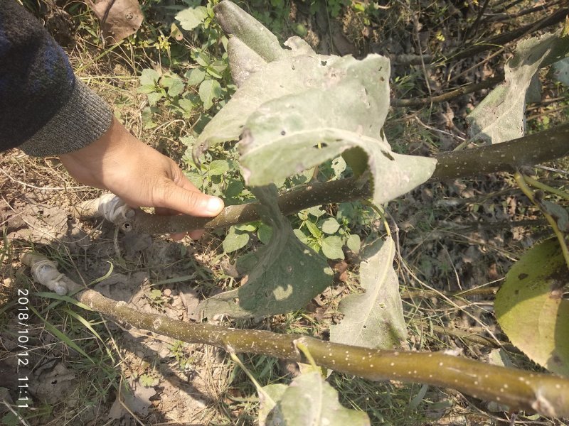 安徽砀山翠玉518梨树苗，7月1号成熟，早熟518梨苗