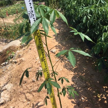 大福木棉大肚木棉大腹木棉