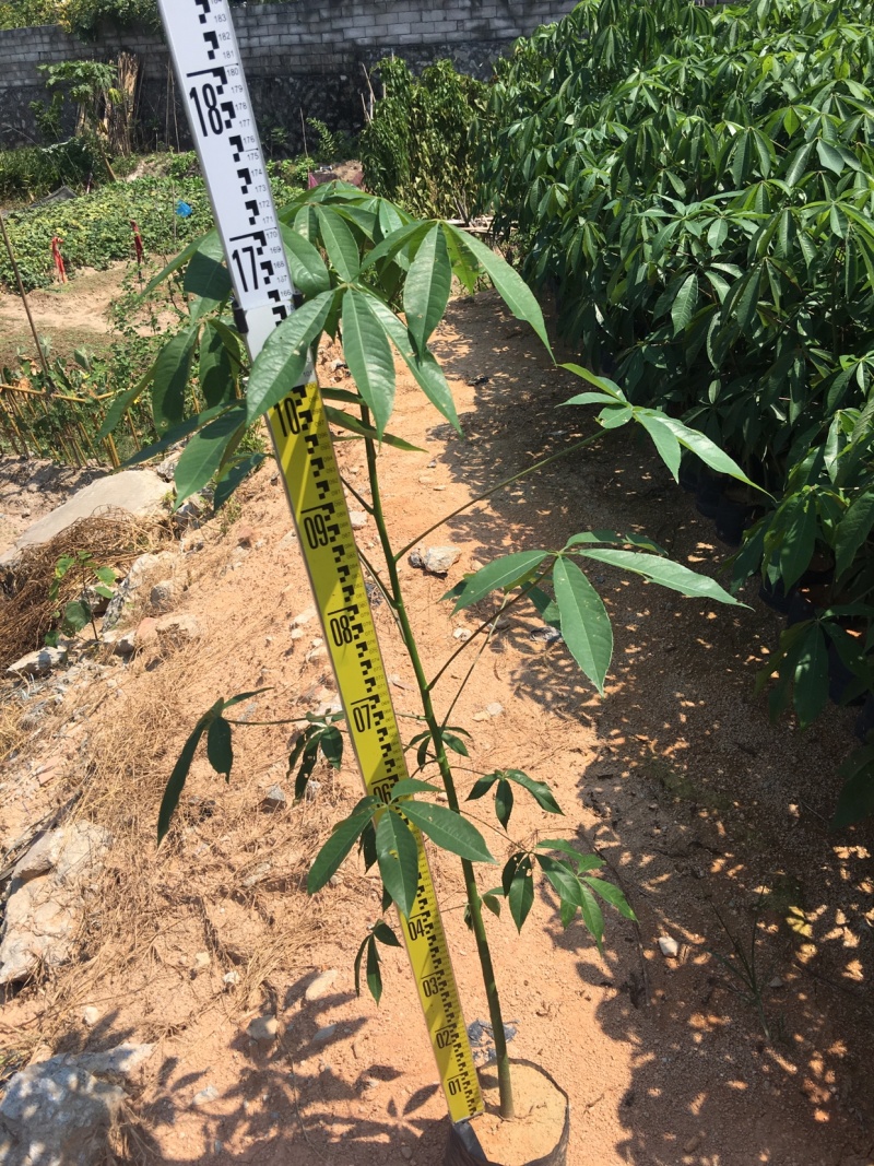 大福木棉大肚木棉大腹木棉