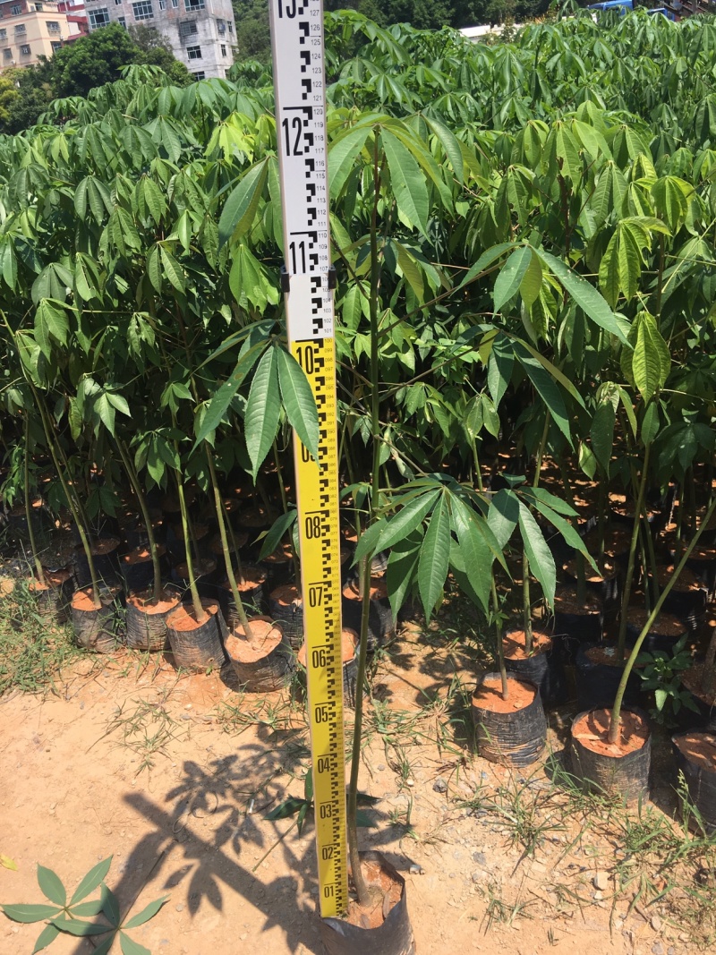 大福木棉大肚木棉大腹木棉