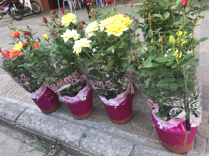 月季🌹