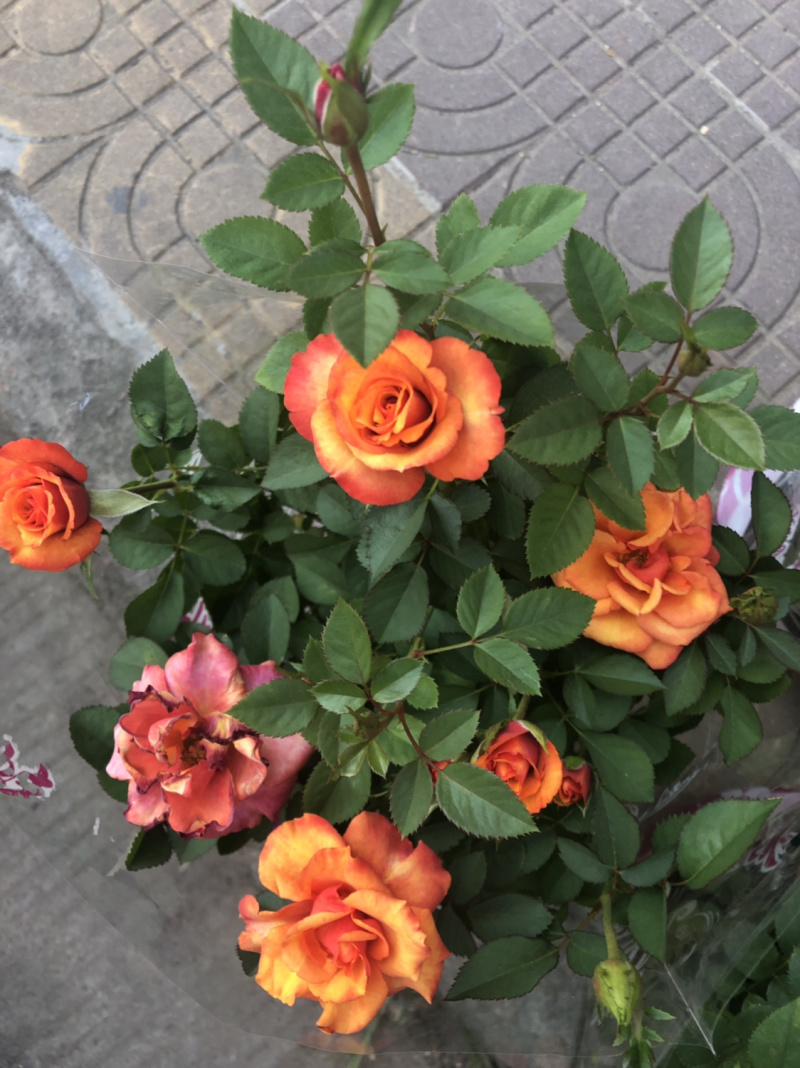 月季🌹