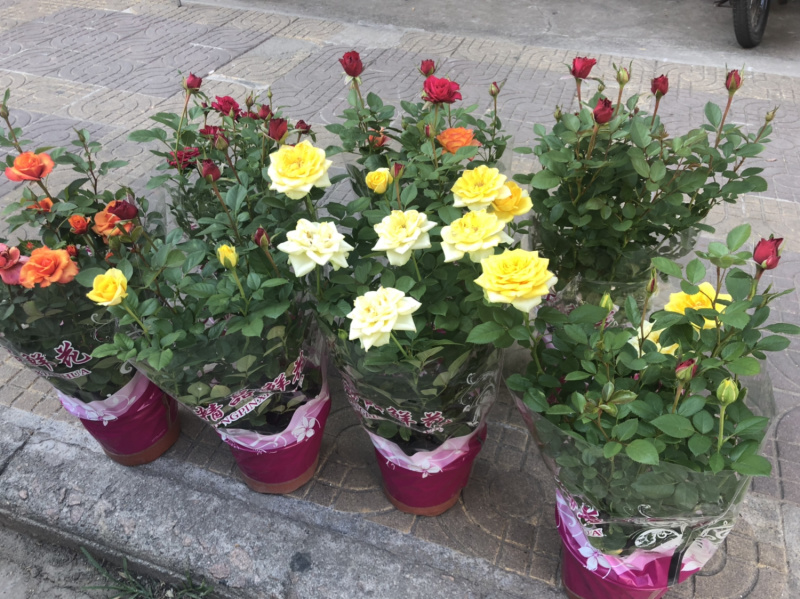 月季🌹