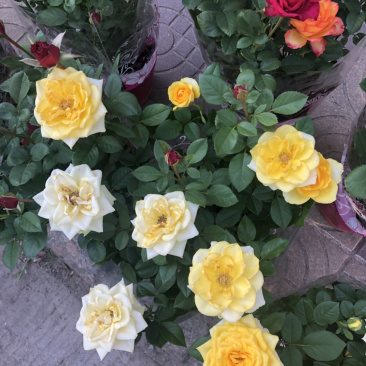 月季🌹