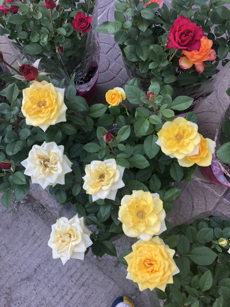 月季🌹