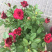 月季🌹