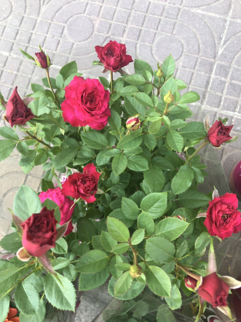 月季🌹