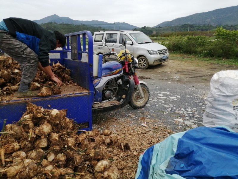 甜竹苗螺蛳粉酸笋英德产地麻竹苗竹头苗竹秧苗烟斗苗