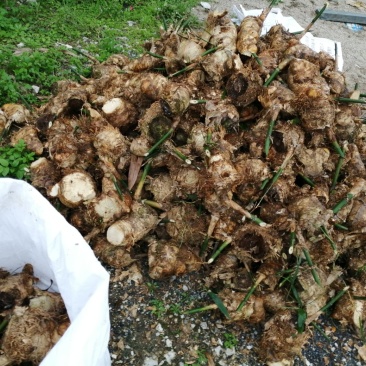 甜竹苗螺蛳粉酸笋英德产地麻竹苗竹头苗竹秧苗烟斗苗