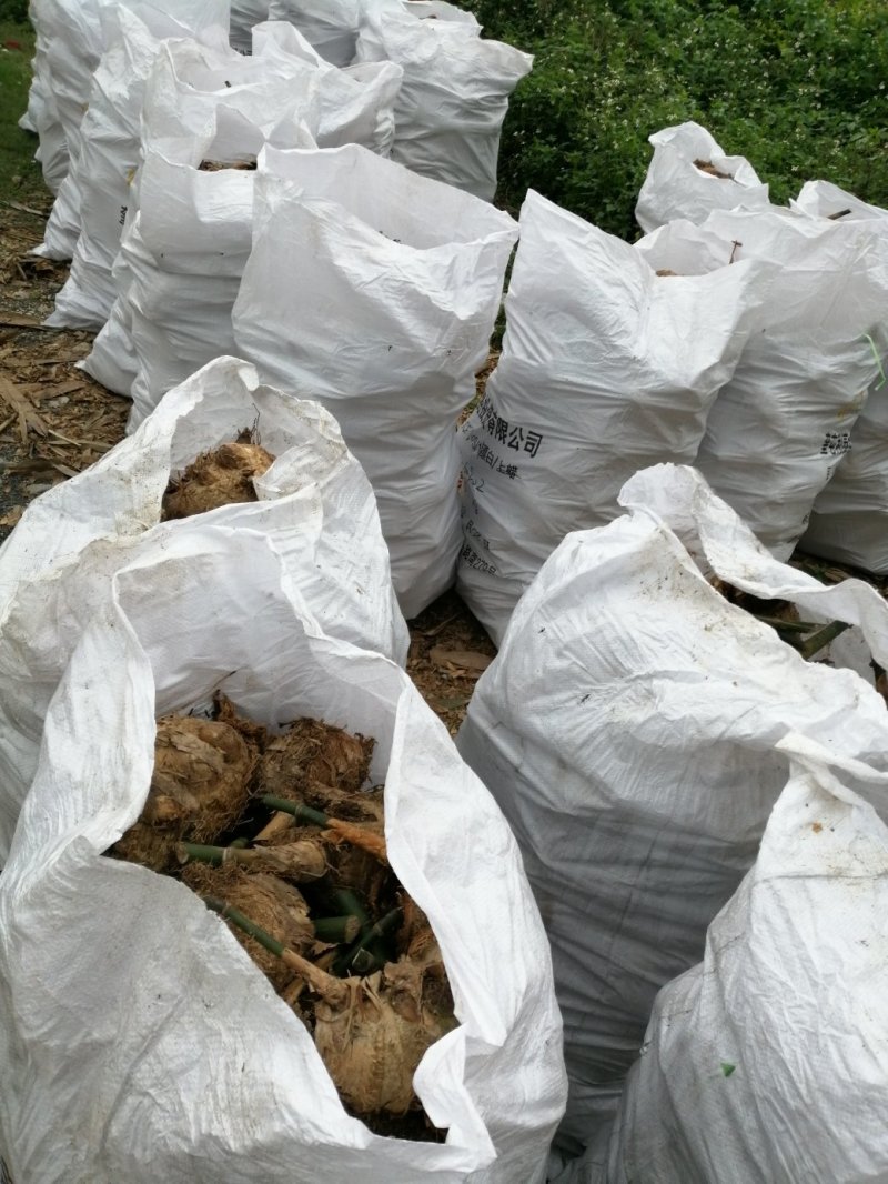 甜竹苗螺蛳粉酸笋英德产地麻竹苗竹头苗竹秧苗烟斗苗
