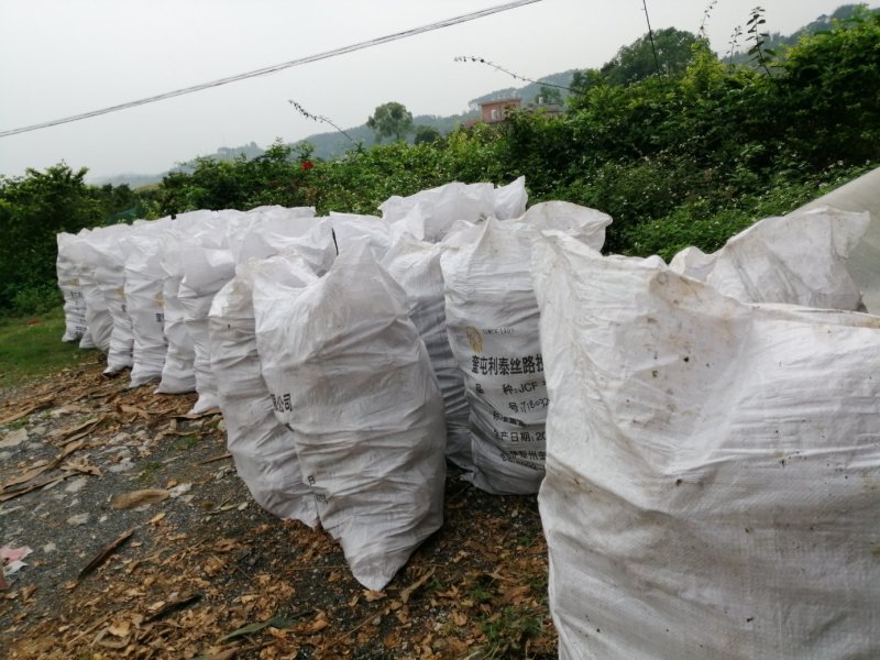 甜竹苗螺蛳粉酸笋英德产地麻竹苗竹头苗竹秧苗烟斗苗