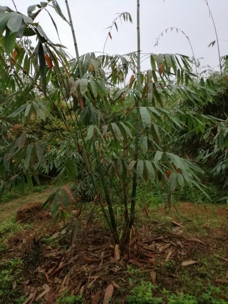 甜竹苗螺蛳粉酸笋英德产地麻竹苗竹头苗竹秧苗烟斗苗