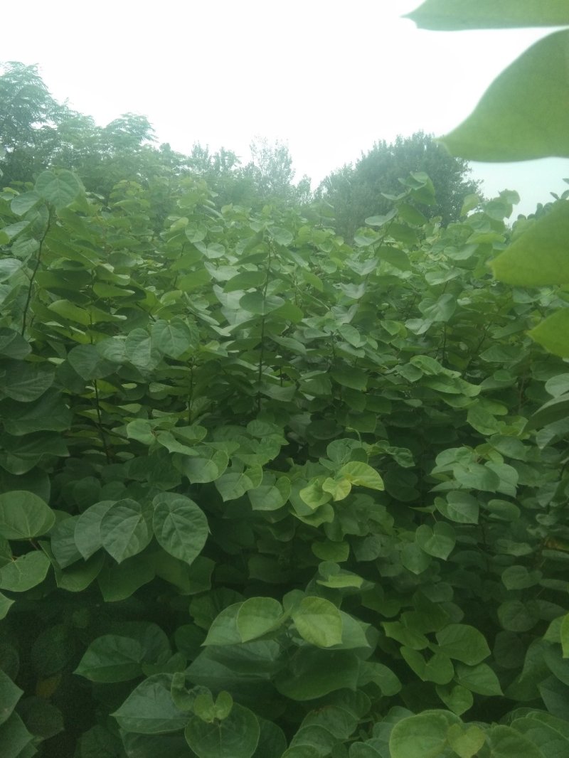 紫荆丛生，三年苗，分支五到六枝，高两米
