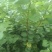 紫荆丛生，三年苗，分支五到六枝，高两米