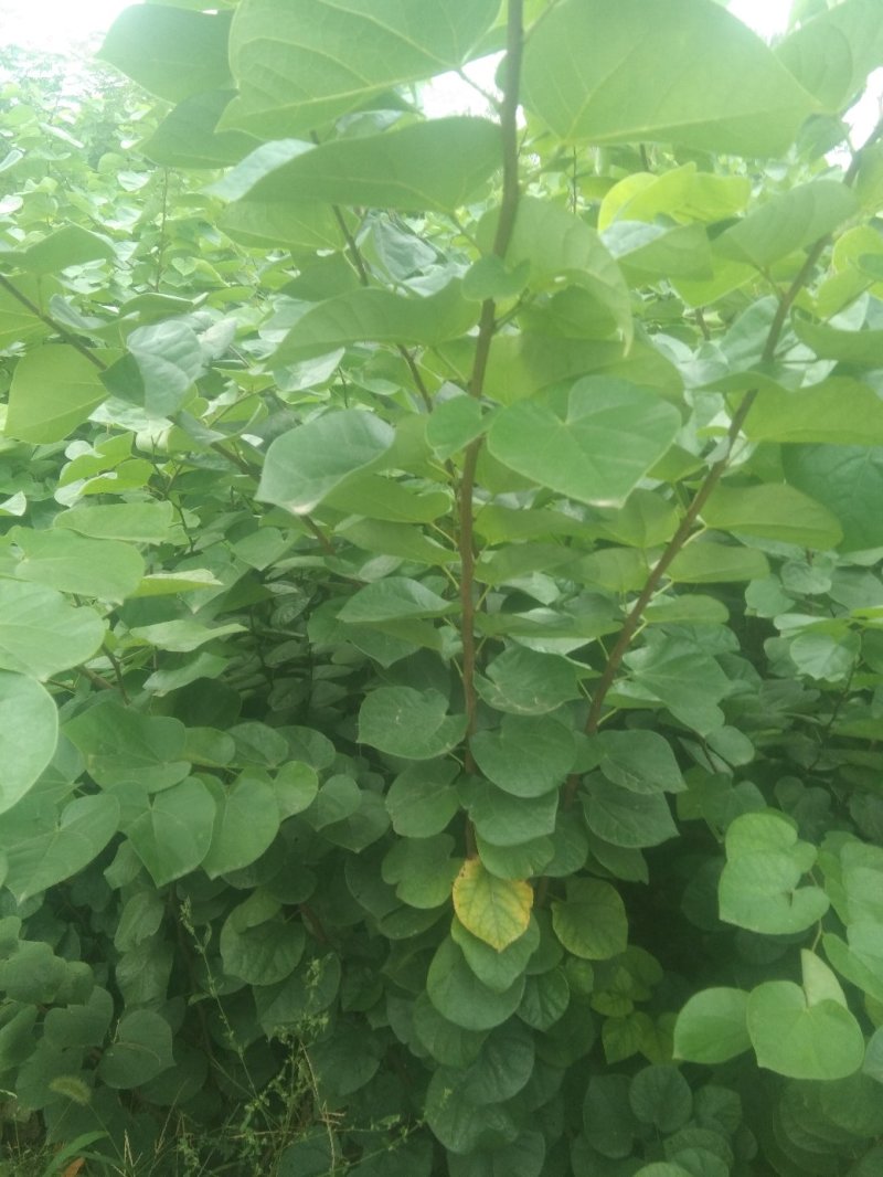 紫荆丛生，三年苗，分支五到六枝，高两米