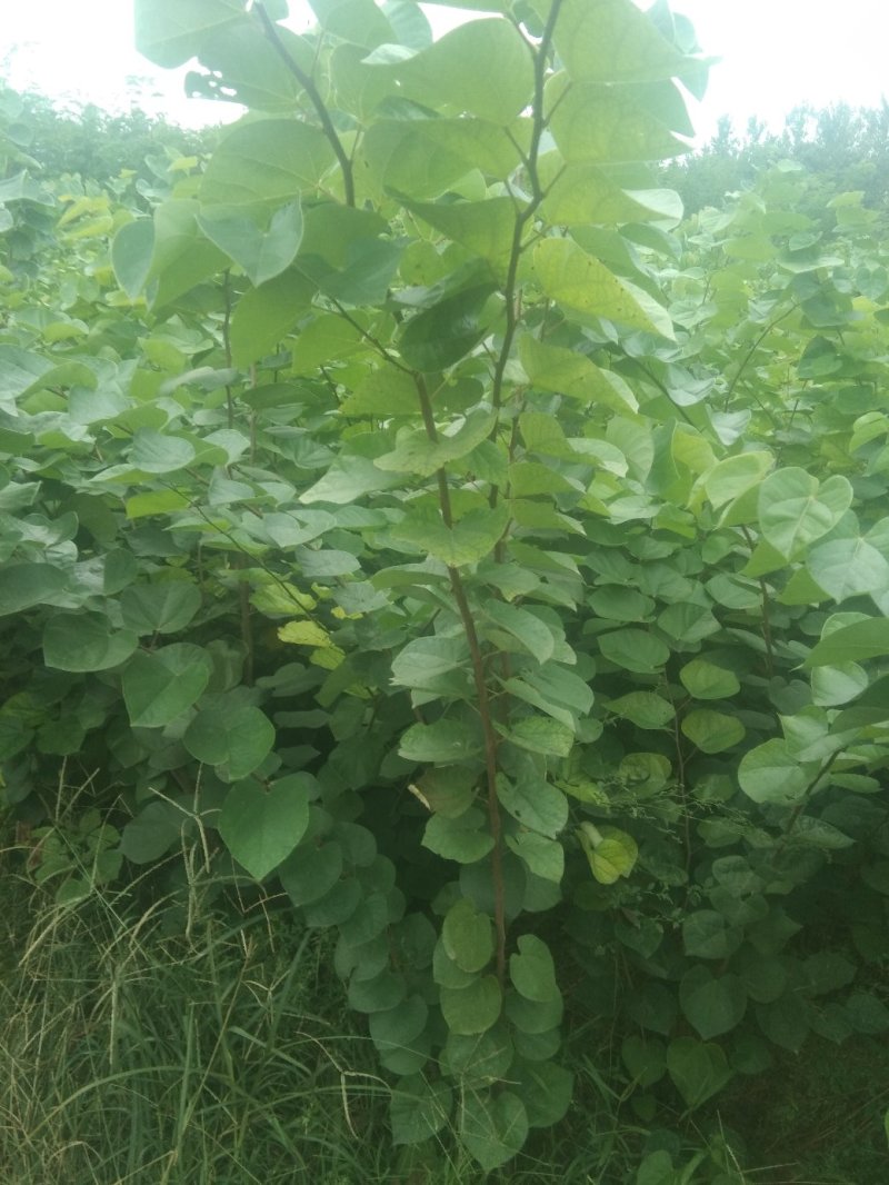 紫荆丛生，三年苗，分支五到六枝，高两米