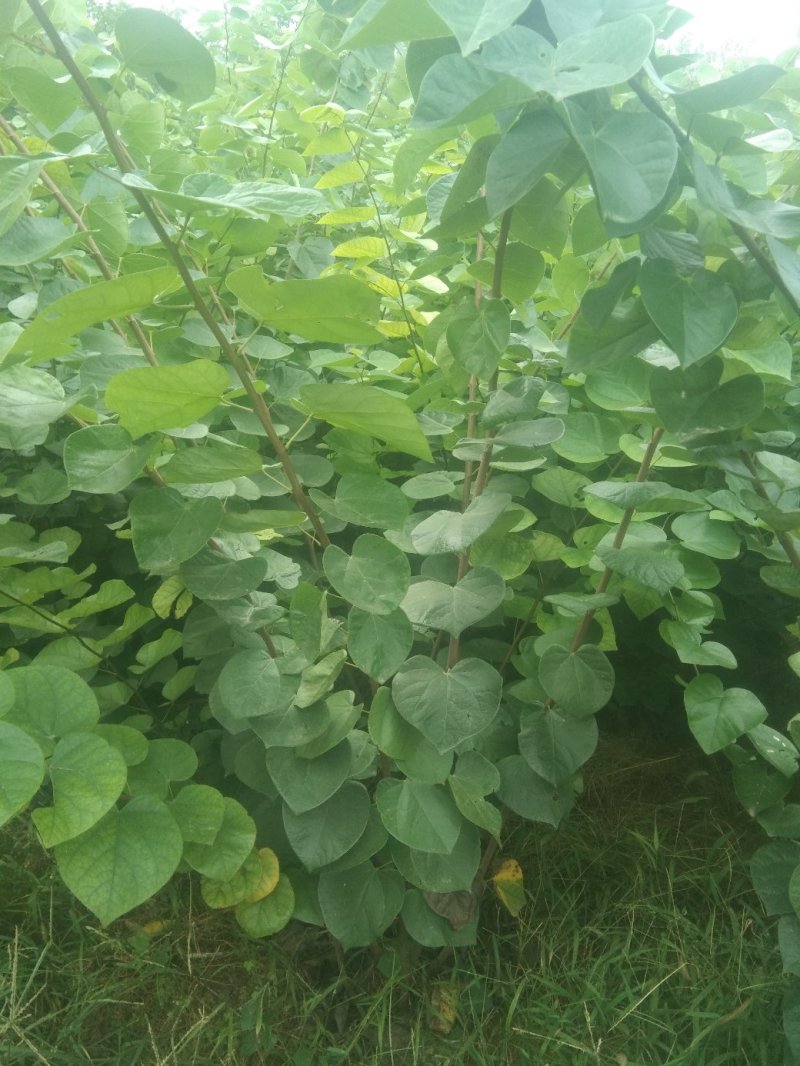 紫荆丛生，三年苗，分支五到六枝，高两米