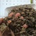 漆大姑,道地药材，质优价实，品质保证，药典标准一公斤起批